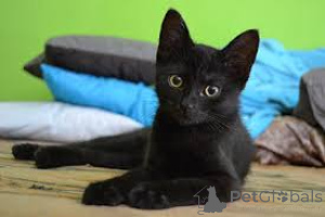 Photo №2 to announcement № 165842 for the sale of bombay cat - buy in Belgium private announcement, breeder