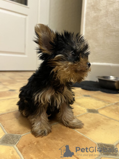 Additional photos: Beautiful miniature Yorkshire terrier puppies