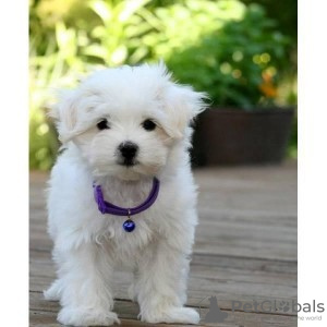 Photo №1. maltese dog - for sale in the city of Regensburg | Is free | Announcement № 96311