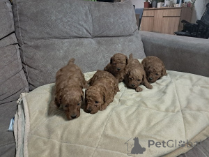 Photo №2 to announcement № 171105 for the sale of poodle (toy) - buy in Serbia breeder