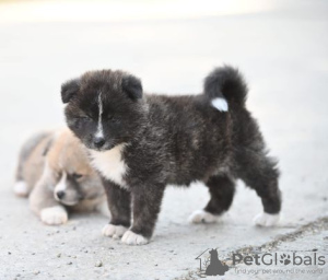 Additional photos: Akita Inu puppies