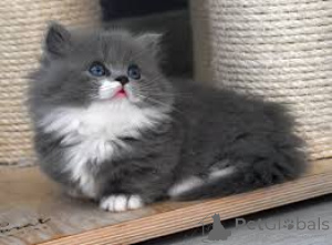 Photo №3. Munchkin-kissanpennut adoptoitavaksi. Finland