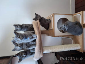 Photo №1. ragdoll - for sale in the city of Charleroi | Is free | Announcement № 172760