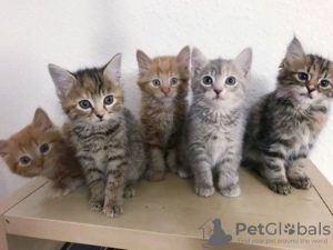 Photo №1. maine coon - for sale in the city of Антверпен | 211$ | Announcement № 88346