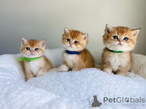 Photo №1.  - for sale in the city of Piatra neamț | negotiated | Announcement № 161747