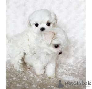 Photo №2 to announcement № 97304 for the sale of maltese dog - buy in United States private announcement, breeder