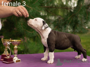 Photo №4. I will sell american staffordshire terrier in the city of Minsk. from nursery - price - 769$