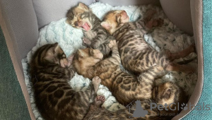 Photo №1. bengal cat - for sale in the city of Duisburg | 740$ | Announcement № 123154