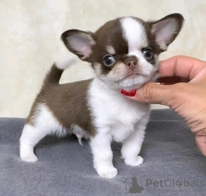 Photo №3. Toilet trained chihuahua. Belgium