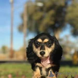 Photo №1. dachshund - for sale in the city of Liverpool | 723$ | Announcement № 165541