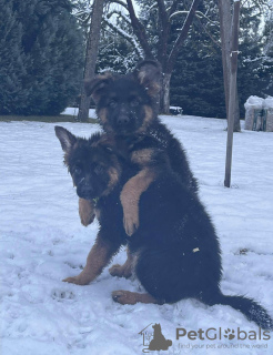 Additional photos: Beautiful German Shepard puppy