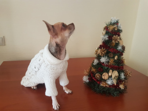 Photo №2. Clothes for dogs and cats in Belarus. Price - 12$. Announcement № 5001