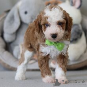 Photo №4. I will sell poodle (toy) in the city of Frankfurt. private announcement - price - 600$