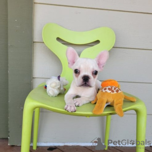 Photo №1. chihuahua - for sale in the city of Uznach | Is free | Announcement № 129262