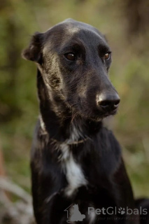 Photo №3. The wonderful lord is looking for his family. Russian Federation