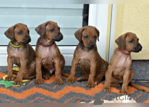 Photo №1. thai ridgeback - for sale in the city of Chorherrn | 361$ | Announcement № 170155