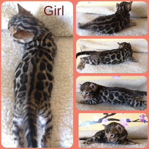 Photo №4. I will sell bengal cat in the city of Minsk. breeder - price - 400$