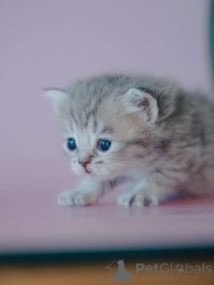 Photo №1.  - for sale in the city of Alabama | negotiated | Announcement № 161687