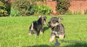 Photo №2 to announcement № 57005 for the sale of schnauzer - buy in New Zealand private announcement