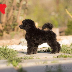 Photo №1. poodle (toy) - for sale in the city of Minsk | 1419$ | Announcement № 11301