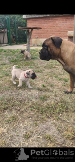 Additional photos: Bullmastiff puppies