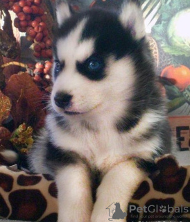 Photo №2 to announcement № 54810 for the sale of siberian husky - buy in Bulgaria 