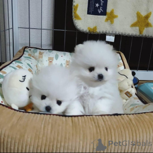 Photo №2 to announcement № 159468 for the sale of pomeranian - buy in Finland 