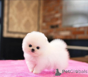 Photo №1. pomeranian - for sale in the city of Antwerp | negotiated | Announcement № 167809