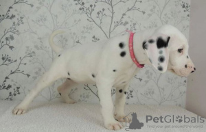 Photo №3. Dalmatian puppies for sale. Germany
