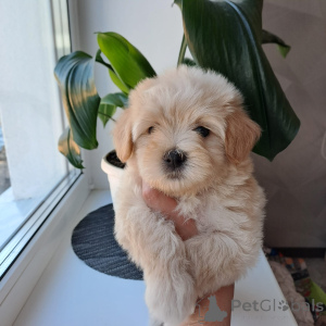 Photo №2 to announcement № 136912 for the sale of maltipu - buy in Belarus breeder