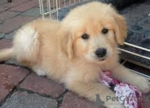 Photo №3. Amazing Top quality Golden Retriever Puppies ready for their new Homes this. United Kingdom