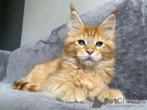 Photo №3. mainecoon kittens for free adoption. Germany