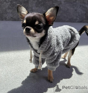 Photo №3. Chihuahua puppies for Adoption . Denmark