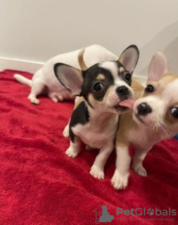 Photo №3. Adorable Chihuahua puppies ready to join their new and forever home. United States