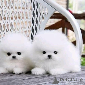Photo №1. pomeranian - for sale in the city of Vilnius | negotiated | Announcement № 84051