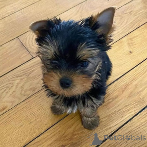 Photo №2 to announcement № 163056 for the sale of yorkshire terrier - buy in Finland private announcement, from the shelter