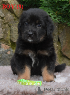 Photo №4. I will sell hovawart in the city of Daugavpils. breeder - price - 1224$