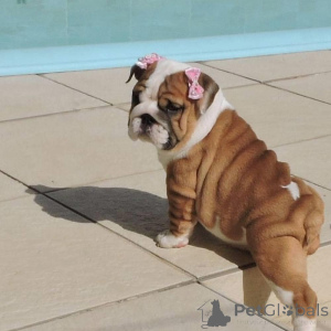 Photo №4. I will sell english bulldog in the city of Ciney.  - price - 1032$