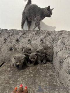 Photo №1. british shorthair - for sale in the city of Gelsenkirchen | 370$ | Announcement № 108606