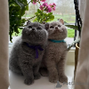 Photo №4. I will sell british shorthair in the city of Geneva. private announcement - price - negotiated