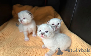 Photo №1. british shorthair - for sale in the city of Butzbach | 361$ | Announcement № 169543