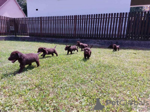 Additional photos: Labrador Retriever, chocolate brown litter