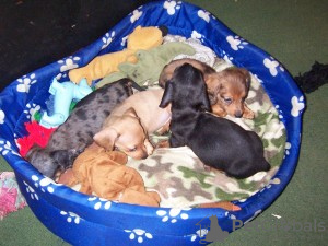 Photo №1. dachshund - for sale in the city of Omerz und Roter Berg | 317$ | Announcement № 119052