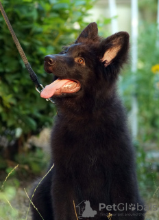 Photo №3. Beautiful dsh German Shepherd puppies.. United States