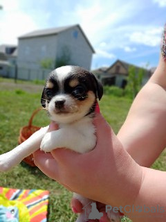 Photo №2 to announcement № 10581 for the sale of chihuahua - buy in Ukraine private announcement