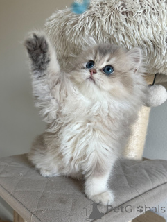 Photo №1. british shorthair - for sale in the city of Hamburg | negotiated | Announcement № 152480