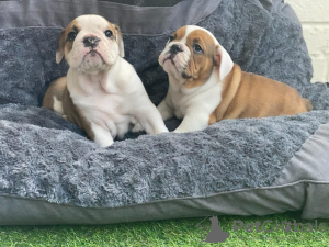 Photo №1. english bulldog - for sale in the city of St. Petersburg | 450$ | Announcement № 11316