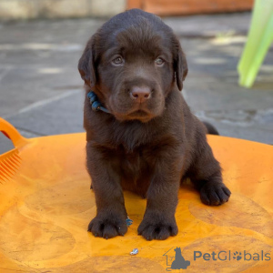 Photo №3. Registered Labrador Retriever Puppies. Germany