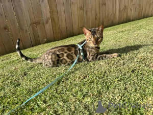 Photo №2 to announcement № 153217 for the sale of bengal cat - buy in Sweden private announcement