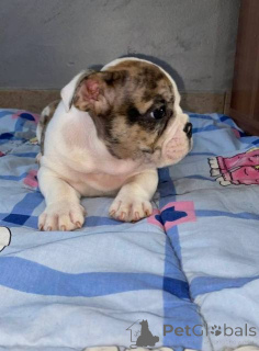 Photo №3. Beautiful English Bulldog puppies for sale. Serbia